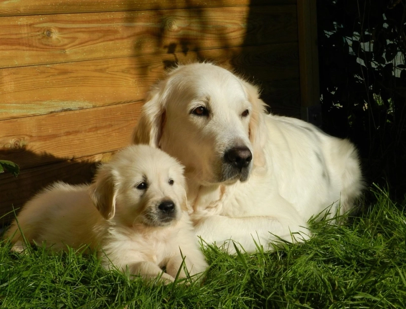 Golden Retriever Puppies - 5 Things to Look for When Buying a Puppy