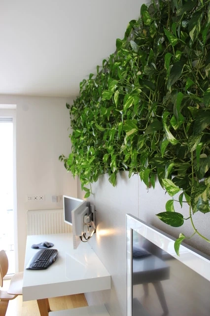 Best indoor plants for home