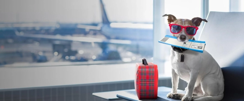 The Pet Owner’s Guide to Choosing Reliable Pet-Relocation Services