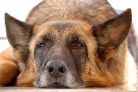 Signs That Show Your German Shepherd’s Life Is Ending