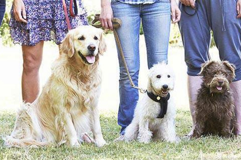 The Science-Backed Secrets of Obedience Training