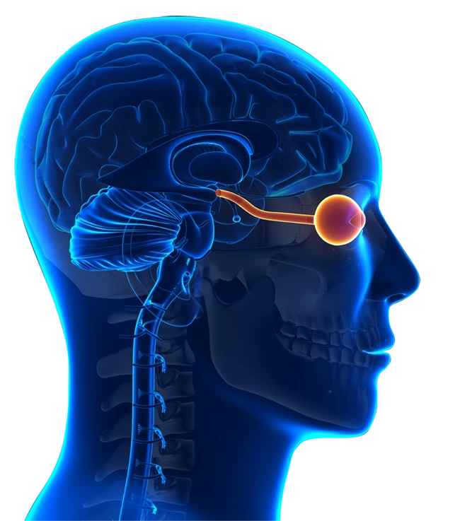 Advances in Neuromyelitis Optica Therapy: A Comprehensive Market Analysis