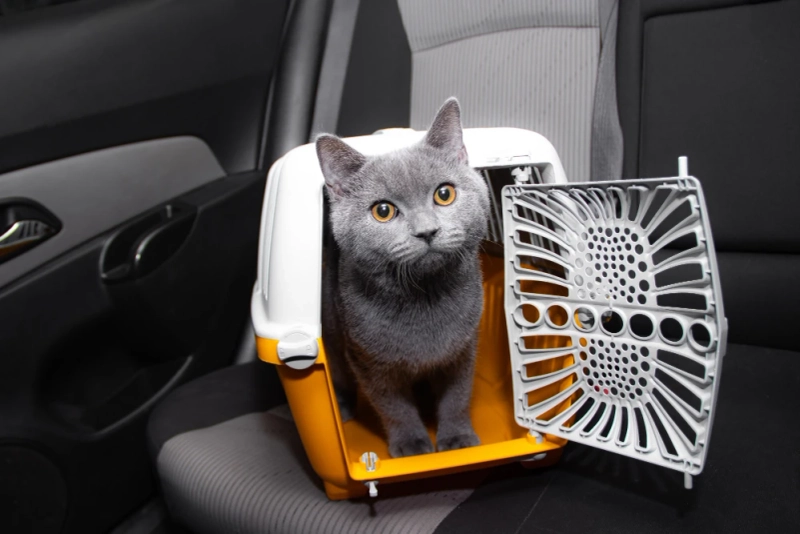 The Art of Cat Relocation: Why Professional Cat Shippers Matter