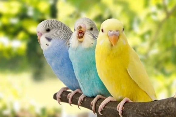 Why Birds Are So Special