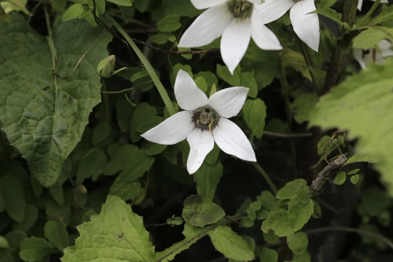 Horticulture Employment Opportunities in Nepal by Garden in the Himalaya