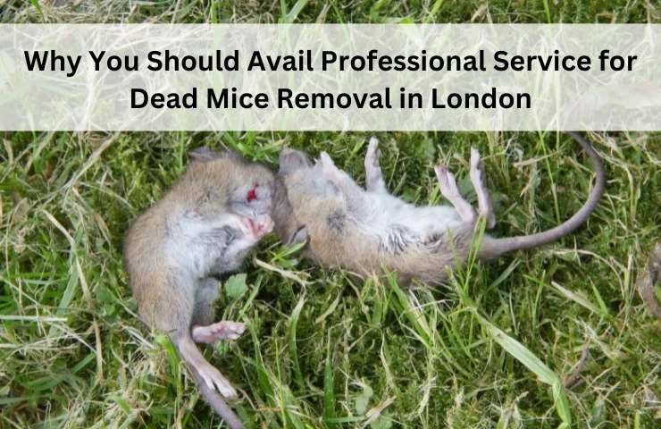 Why You Should Avail Professional Service for Dead Mice Removal in London