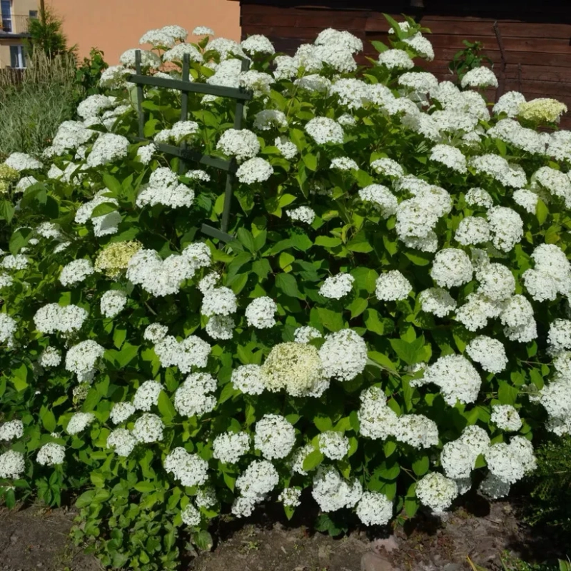 The Benefits of Adding Shrubs to Your Outdoor Space