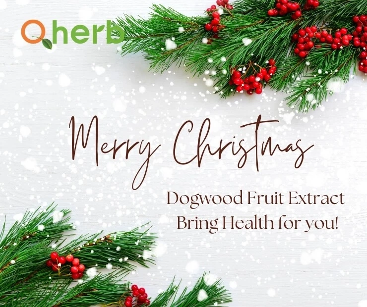 Dogwood fruit extract powder brings health to Christmas