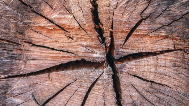 Reclaiming Your Outdoor Space: Effective Stump Removal Techniques