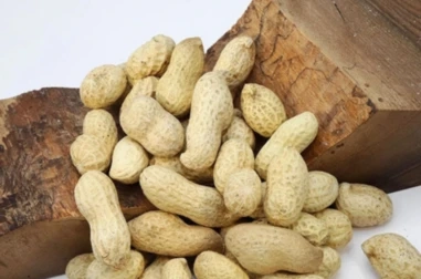 Monkey Nuts Delight: Exploring the Perfect Treat for Our Primate Friends