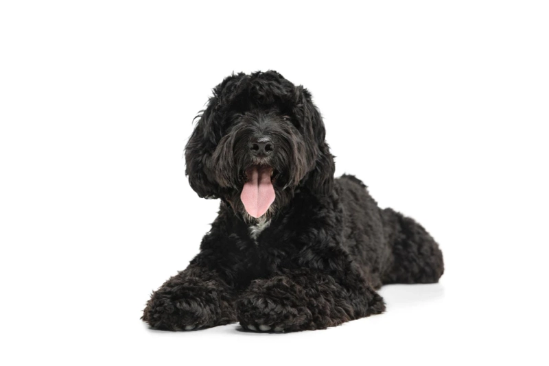 Why Brasken Labradoodles Are the Best in California