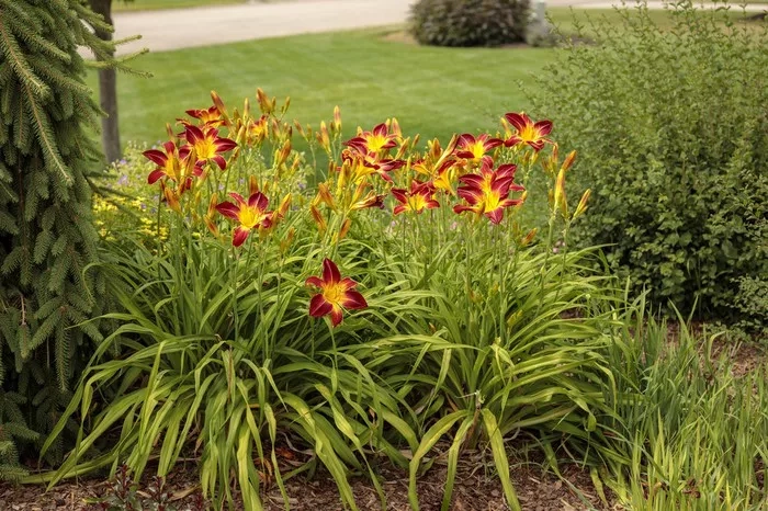Daylily Flower Symbolism and Meaning in Love, Death & Bible