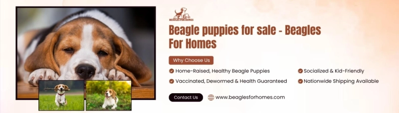Beagle Puppies for Sale in Iowa, Texas, and Colorado – Find Your Perfect Pup at Beagles For Homes