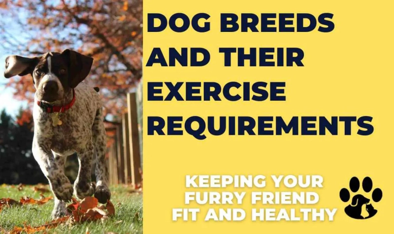 Dog Breeds and Their Exercise Requirements: Keeping Your Furry Friend Fit and Healthy