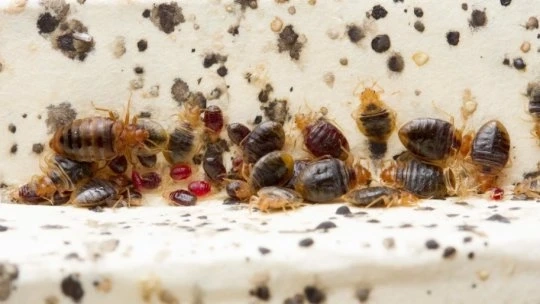 Pest Control Near me – Sadguru Pest Control