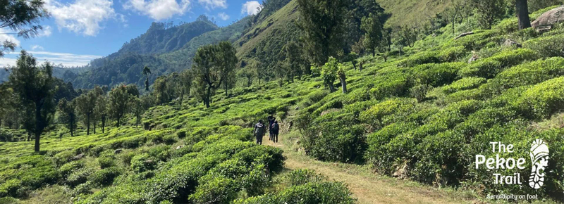 The Pekoe Trail: 4 Best Sections to Hike for Beginners