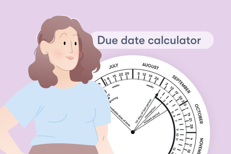How Does a Pregnancy Calculator Work?