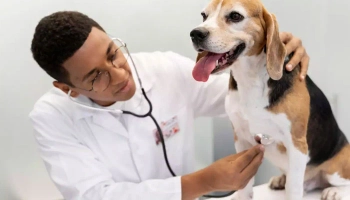 The Importance of Regular Vet Check-ups for Your Beloved Pet