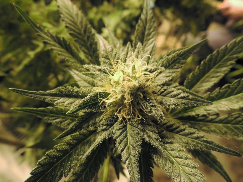 Runtz Cloneslos angeles Hemp plant nursery