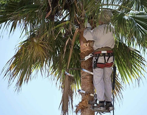 Expert Palm Tree Trimming Services: Enhancing The Beauty Of Your Landscape