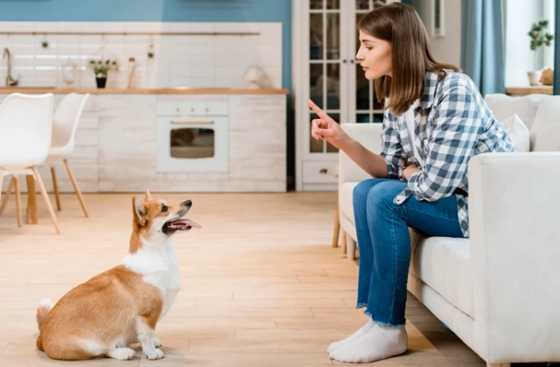 Common Myths About Dog Aggression Training