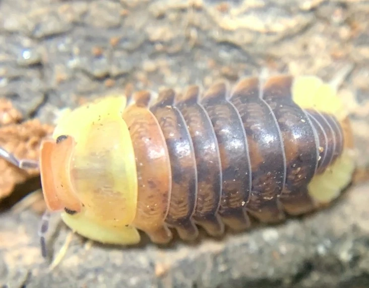 How to Set Up the Perfect Habitat for Rubber Ducky Isopods