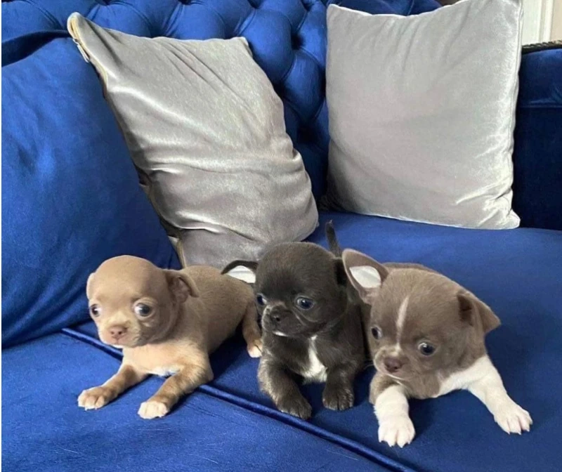 Where Can I Buy a Teacup Chihuahua? A Complete Buyer’s Guide