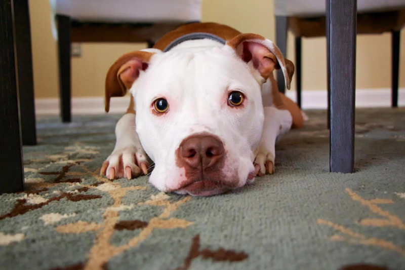 Shedding Issues In Dogs