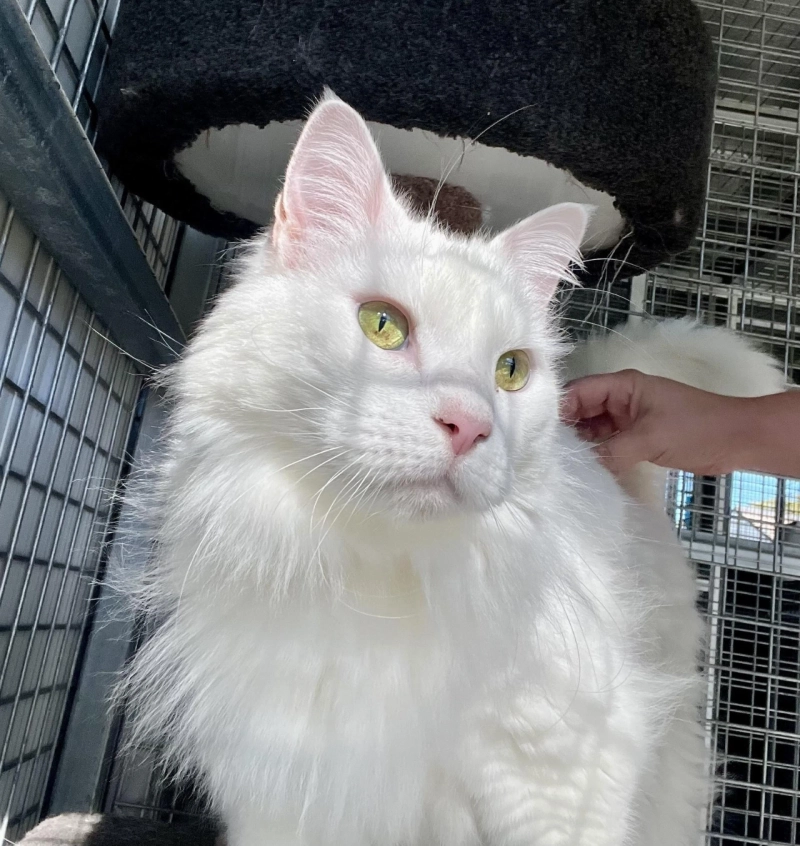 How Cat Kennels Reduce Separation Anxiety