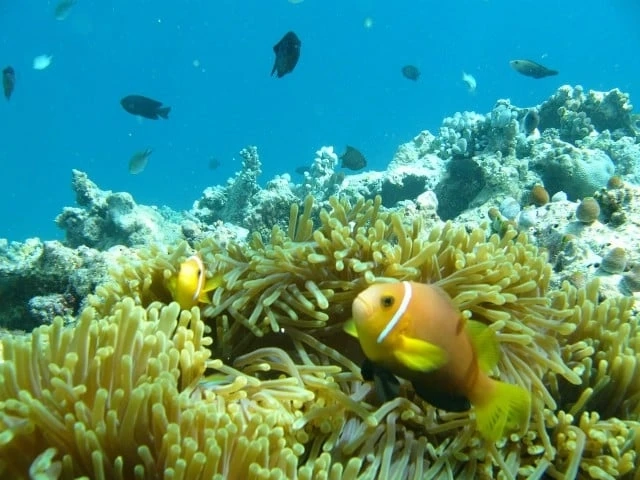 What Fish Can You See In The Maldives?