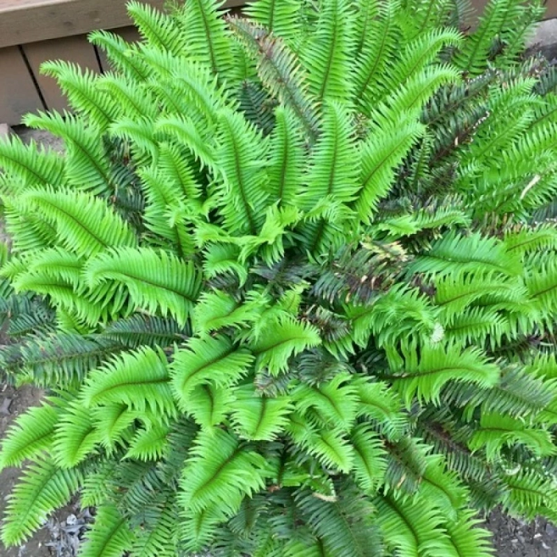 Native Gardening in the Willamette Valley