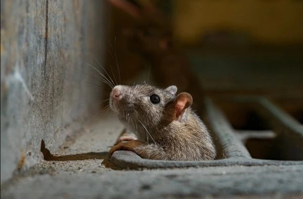 How to Pest Control in Market Harborough?