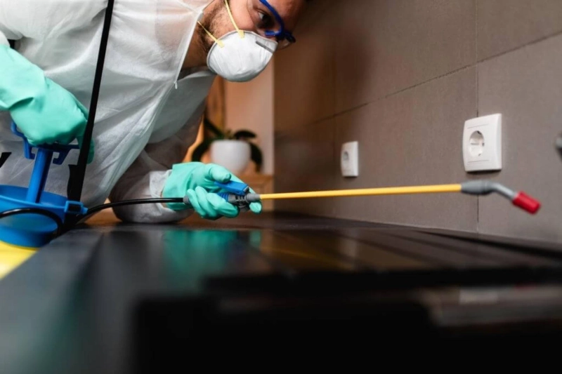 Top 6 Reasons To Hire Professionals For Pest Control