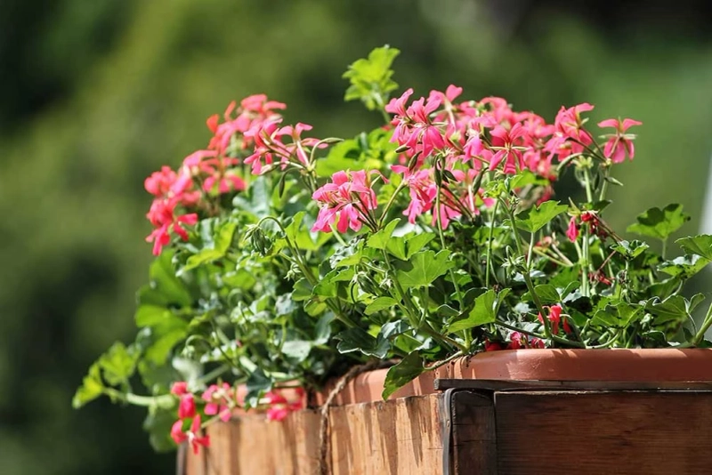 Best Balcony Plants to Transform Your Outdoor Space