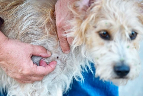 Dried Dead Tick On Dog : 5 Simple Steps To Remove Dead Ticks