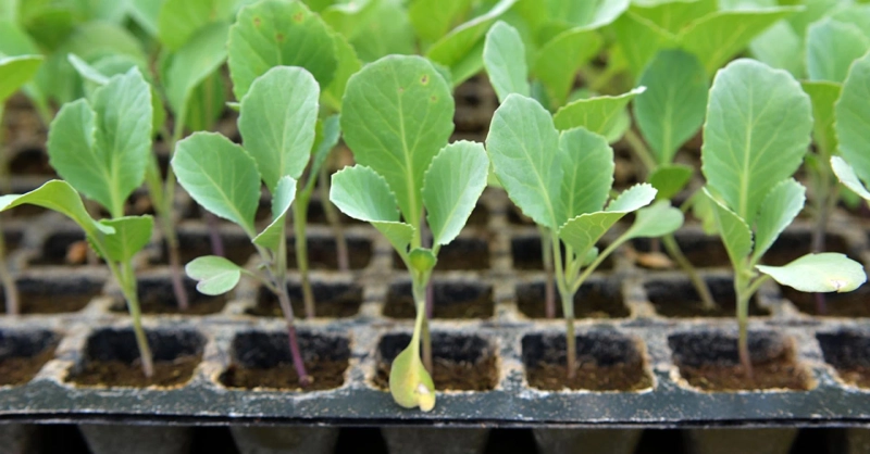 The Effects of Container and Branded Plant Programs