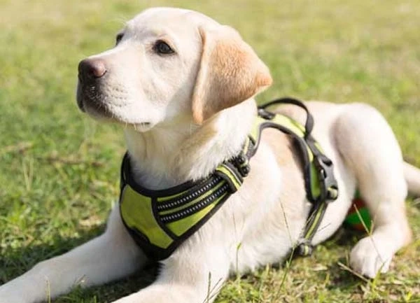 Why to use Shock Collar to train a Dog?