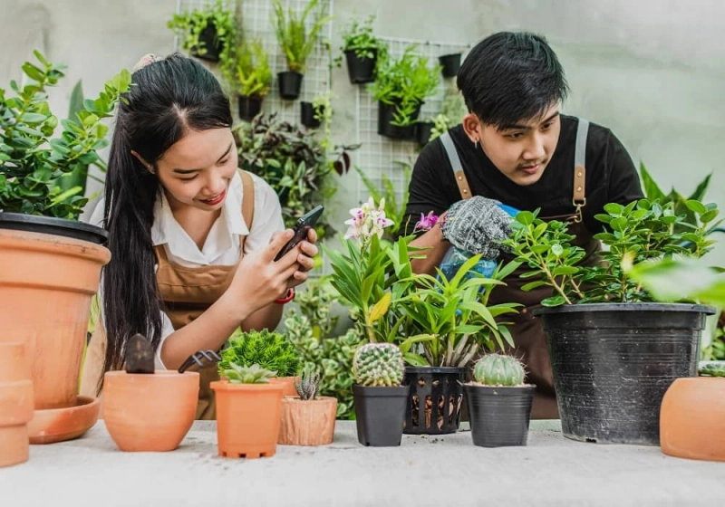 Indoor Plants That Add Freshness and Charm to Your Home