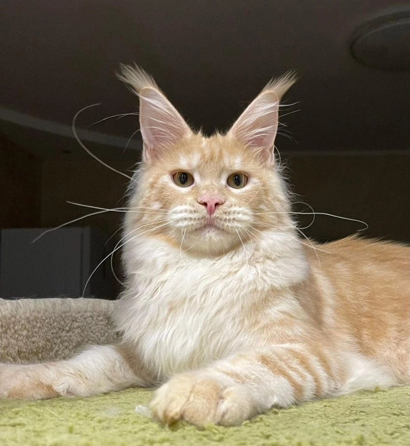 What Makes Maine Coon Cats For Sale In Maryland A Premium Choice?