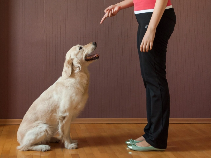 Because Home Feels Better Why In-House Dog Sitting Works Wonders in North London
