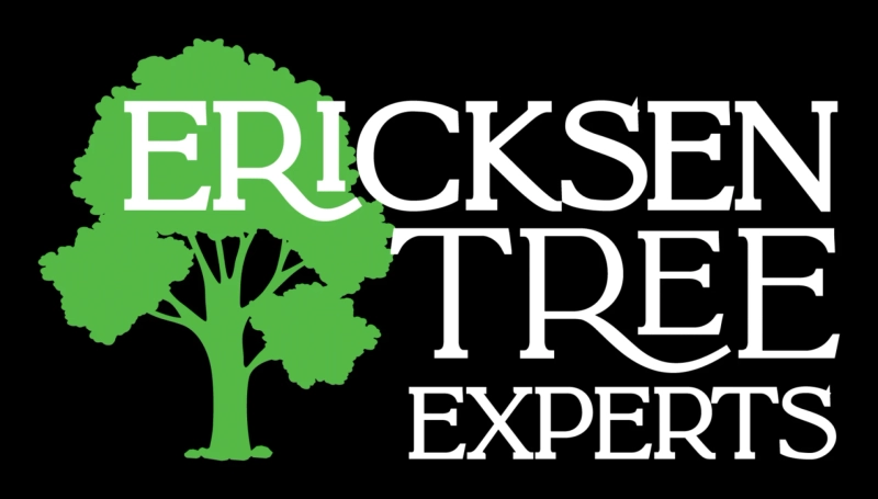 Elevate Your Landscape: Premium Edmonton Tree Services