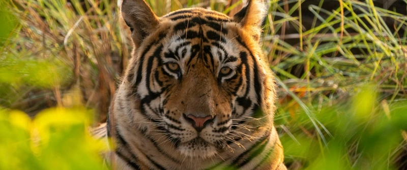 Is Ranthambore the right place for a safari?
