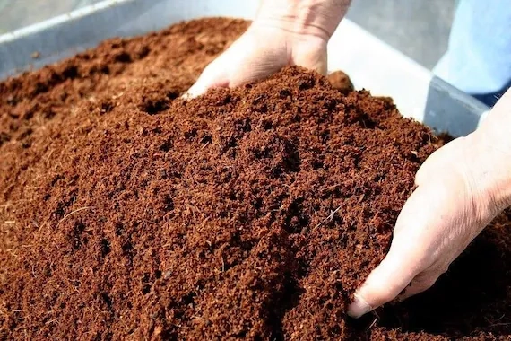 Guide to Choosing Coco Coir in Canada for Gardening