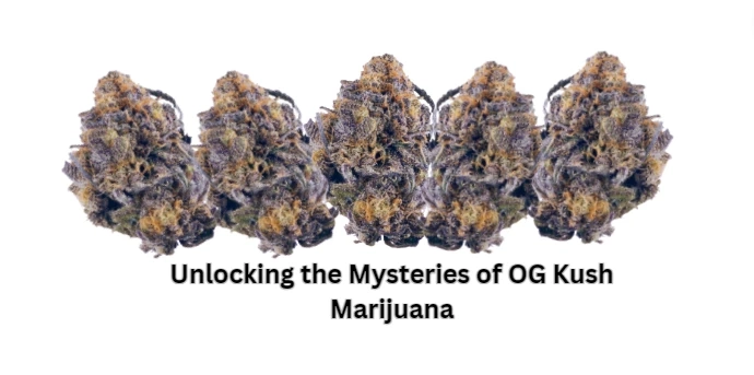 Unlocking the Mysteries of OG Kush Marijuana with Earthly Hemps: A Journey into Cannabis Elegance