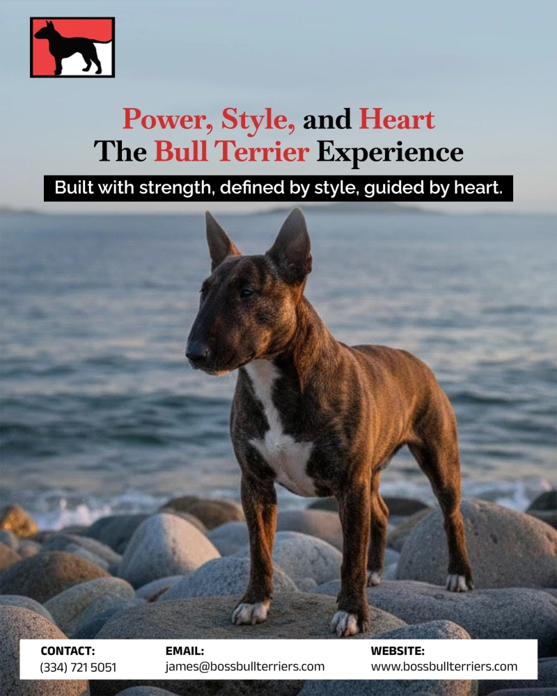 Bull Terrier Puppies and Brindle Bull Terriers: A Complete Guide by Boss Bull Terriers