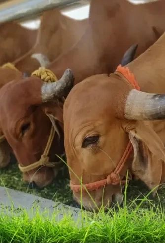 The Silent Shift Happening in India’s Kitchens: Why Pure, Farm-Fresh Foods Are Making a Comeback