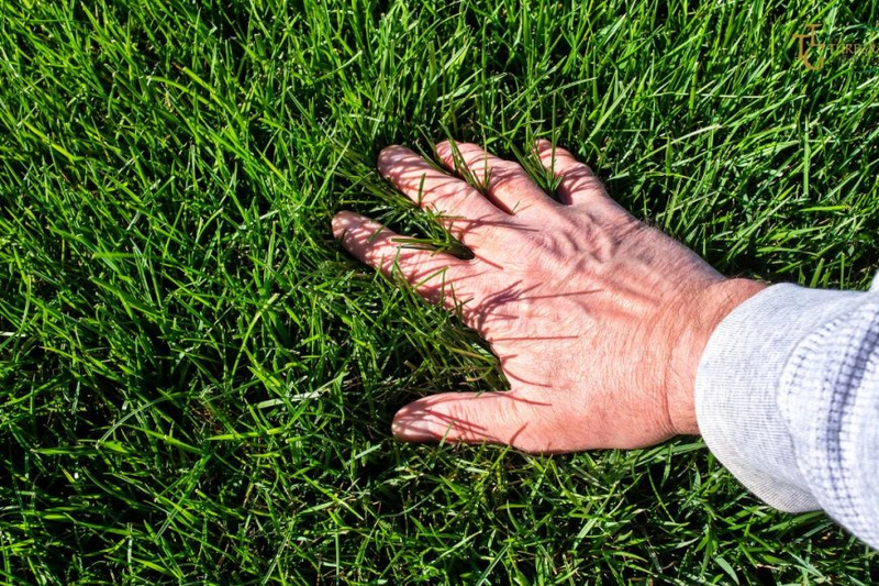 The Environmental Benefits of a Healthy Lawn: 4 Reasons Why It Matters