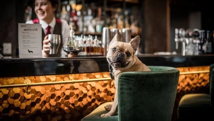 Dining Out with Your Dog: Best Pet-Friendly Eateries You Must Try
