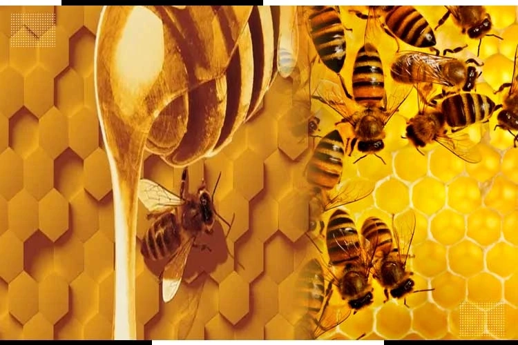 The Ultimate Guide to Honey Importers