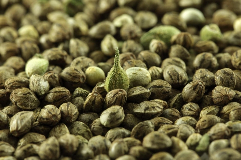 Gorilla Cookies Auto Review: A Potent and Tasty Hybrid Strain